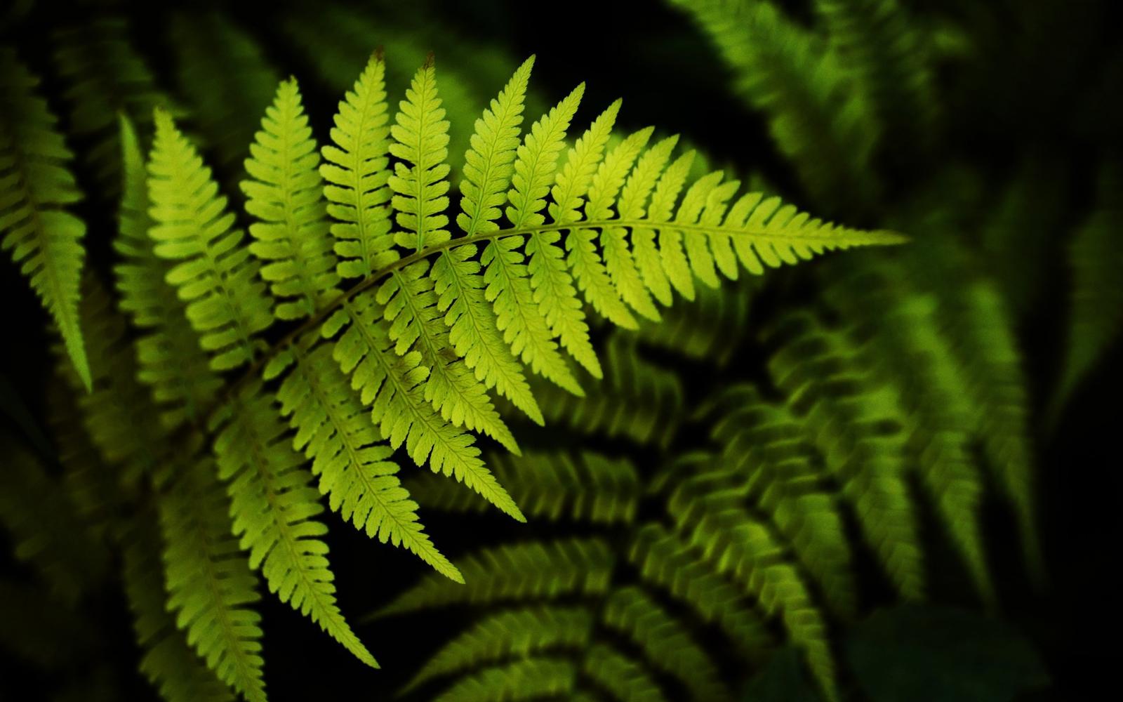 unnamed image